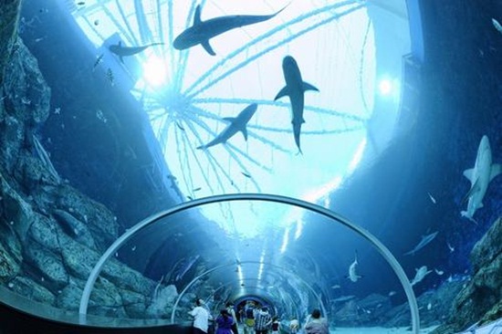 Mua vé sea aquarium - Thủy cung sea aquarium ở singapore